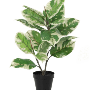 ต้นยางอินเดียด่างขาวประดิษฐ์ 50 ซม.