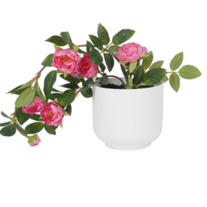 ดอกกุหลาบโอเชี่ยนมิคาโด้ 25 ซม.