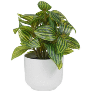 ต้นเปปเปอร์โรเมีย 18 ซม.