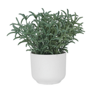 ต้นโรสแมร์รี่ 18 ซม.