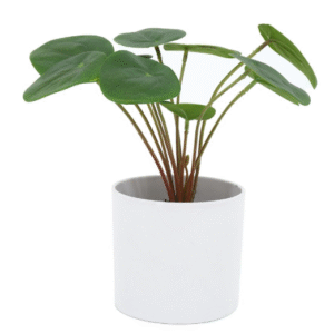 ต้นเหรียญเงินประดิษฐ์ในกระถางเมลามีน 22 ซม.