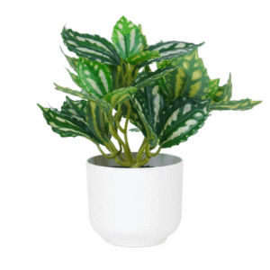 ต้นเศรษฐีนำโชค 18 ซม.