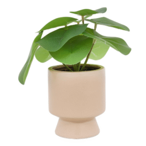 ต้นเหรียญเงินประดิษฐ์ในกระถางเซรามิก 22 ซม.